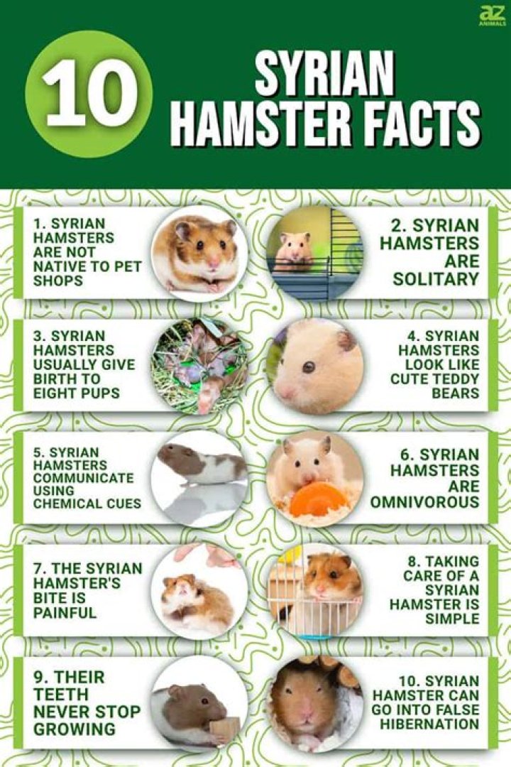 10 Fascinating Facts About X Hamsters: A Comprehensive Guide