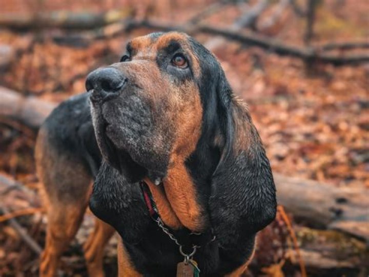 Bloodhound Lil Jeff Death: Unveiling the Truth Behind the Tragic Incident