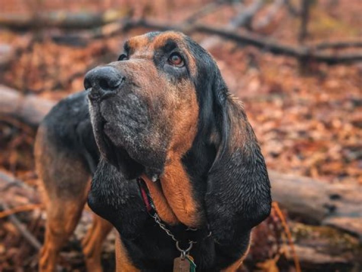 Bloodhound Lil Jeff: Unveiling the Talent Behind the Iconic Music Sensation
