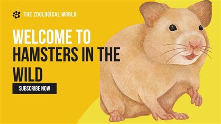 Discover the Fascinating World of X Hamsters: Your Ultimate Guide
