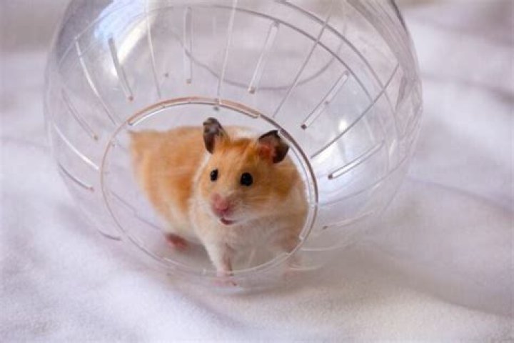 Discover the Fascinating World of X Hamsters