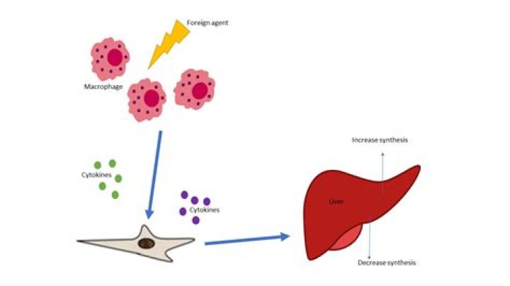 Katmovir: Understanding the Potent Antiviral and Its Role in Modern Medicine
