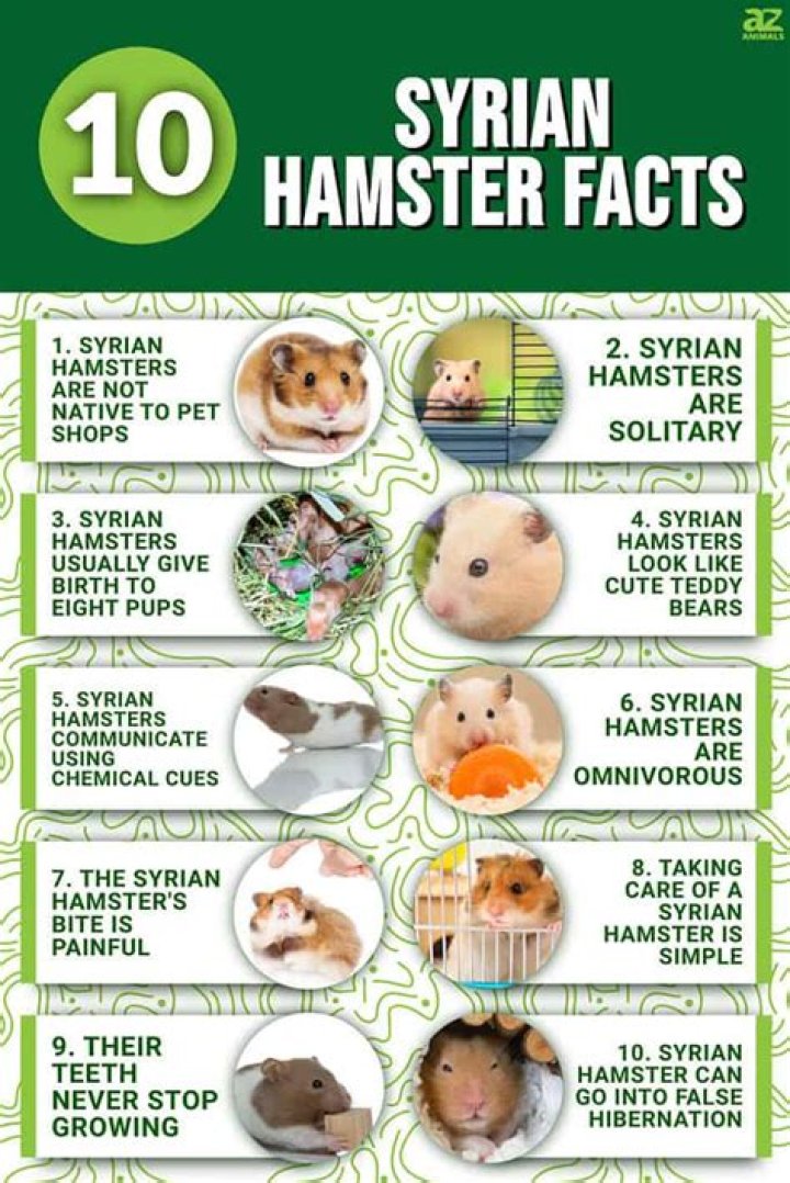 Top 10 Fascinating Facts About X Hamsters: A Comprehensive Guide