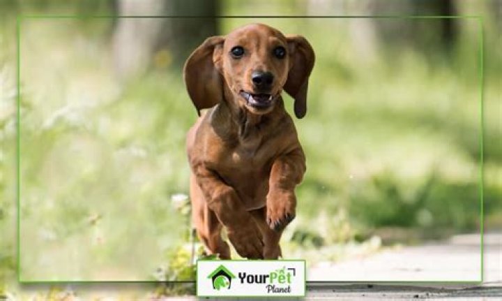 Unleashing the Power of Dogxxxx: A Comprehensive Guide for Dog Enthusiasts