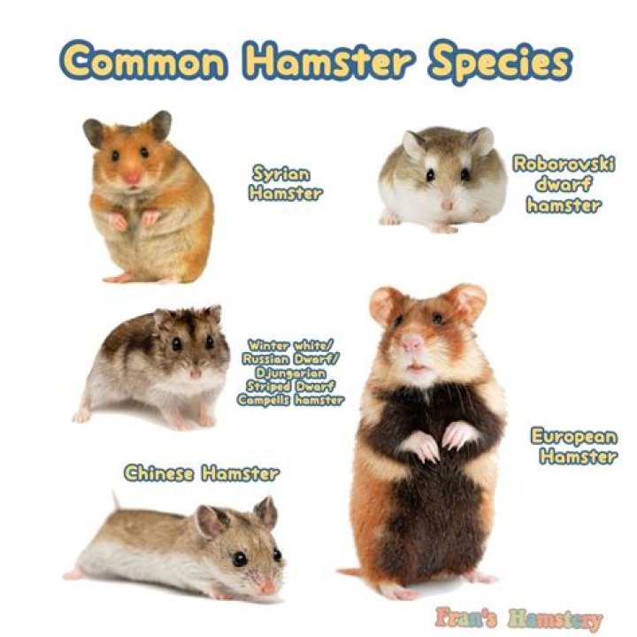Unveiling the Fascinating World of Hamsters X: Your Ultimate Guide