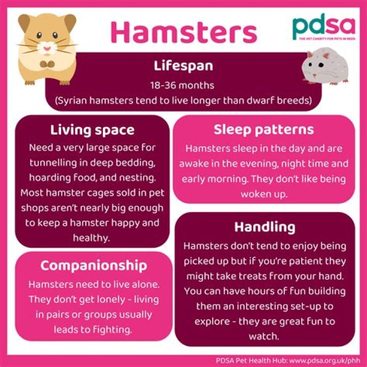 X Hamsters: The Ultimate Guide to Understanding and Caring for These Adorable Pets